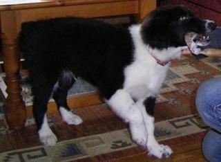 ブログ 犬の写真.jpg